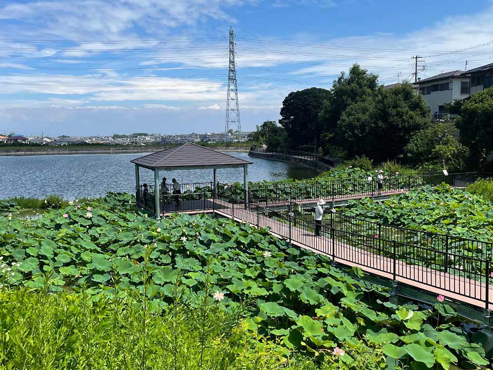 Nagaike Oasis Park with lotus that can only be seen here.
