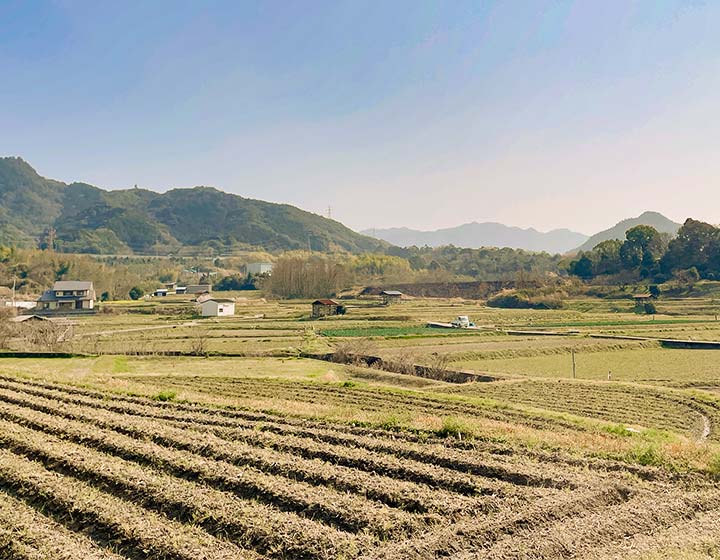 Farmland in Nariai, Kumatori-cho