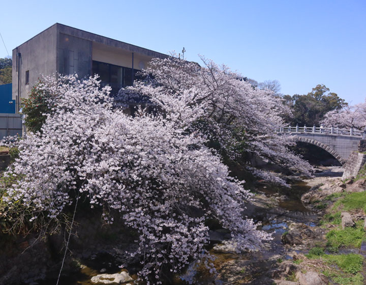 Sakura-no-Terrace. A spot you should definitely visit in spring.