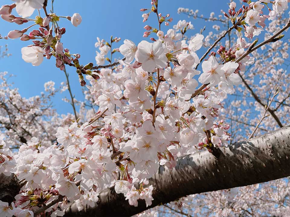 Many Yoshino cherry and Wild cherry trees bloom.