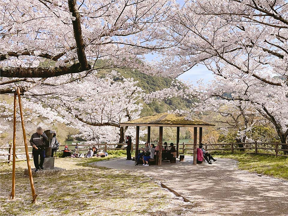 Right at the entrance of the park. Spacious space for picnics and cherry blossom viewing.