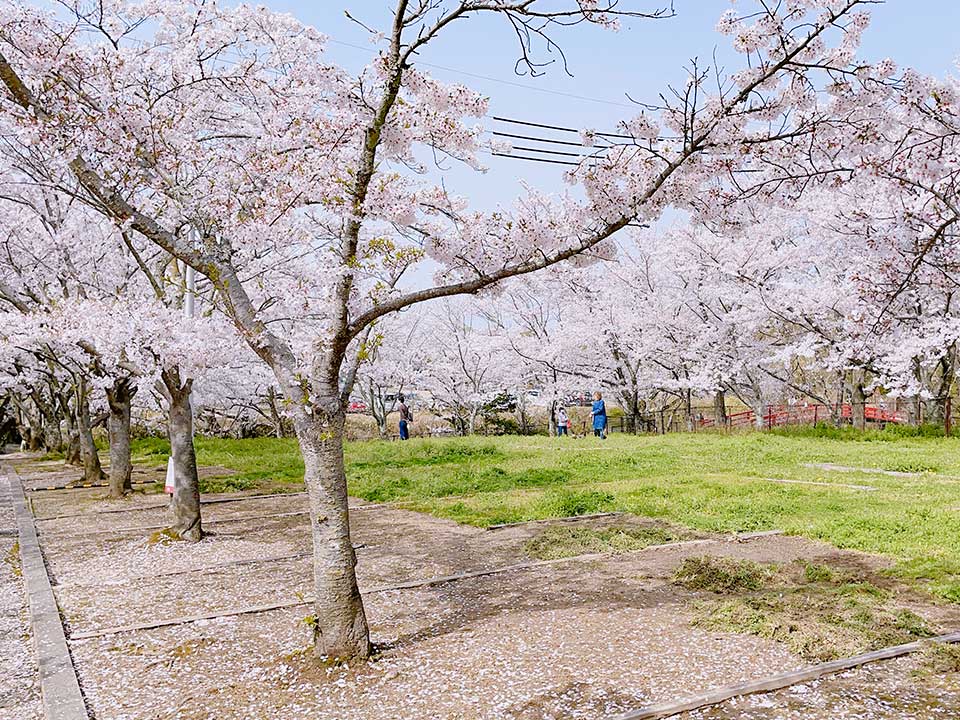 There are cherry blossom viewing points throughout the park.