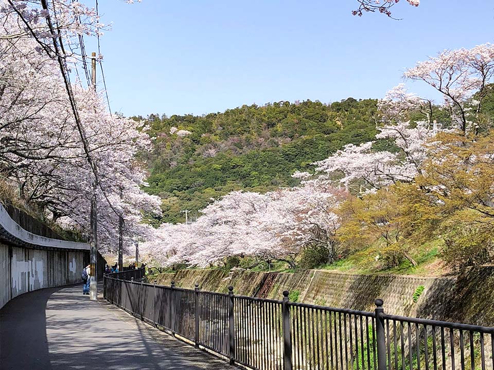 These cherry trees were first planted to revive the rich nature around Yamanakadani, an area where the old townscape of Kishu-kaido remains.