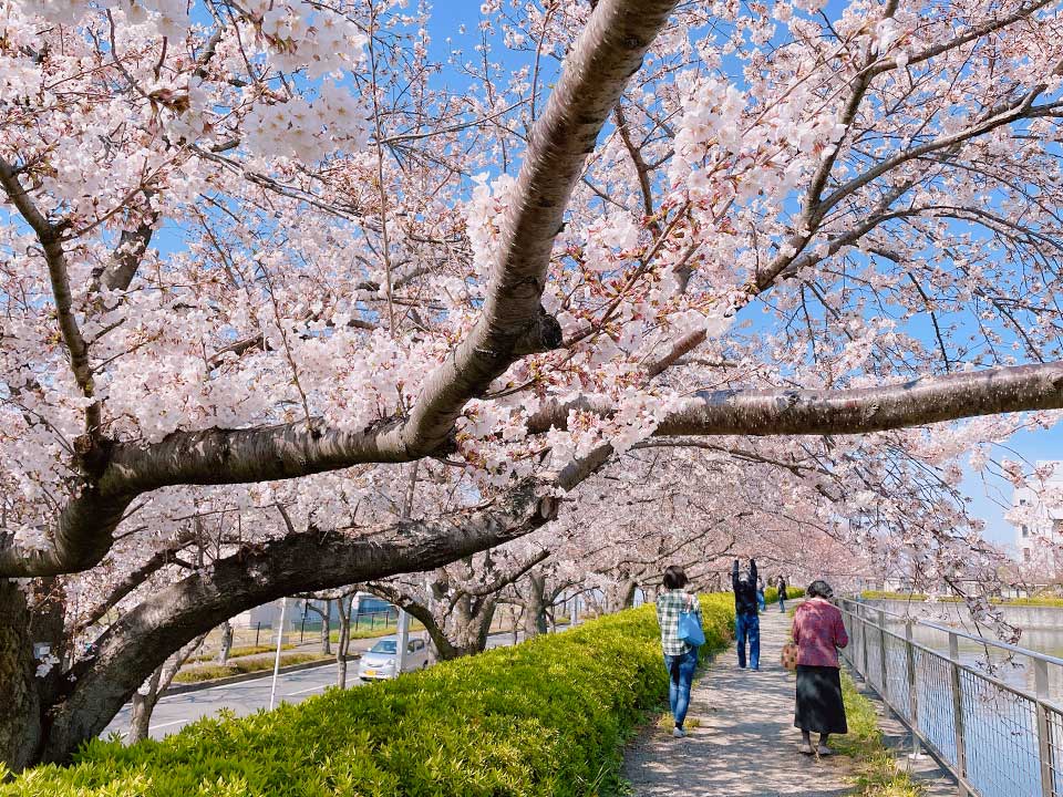 Take a walk in a pleasant waterside setting under cherry blossoms in full bloom.