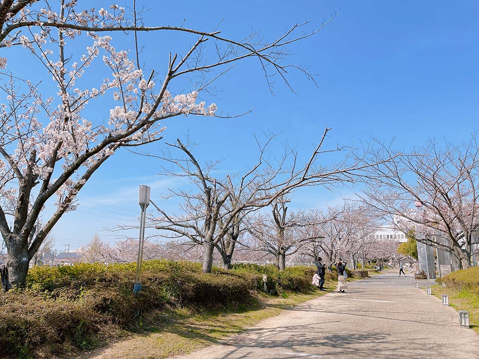 A cherry blossom spot known by those in the know in Izumisano City.