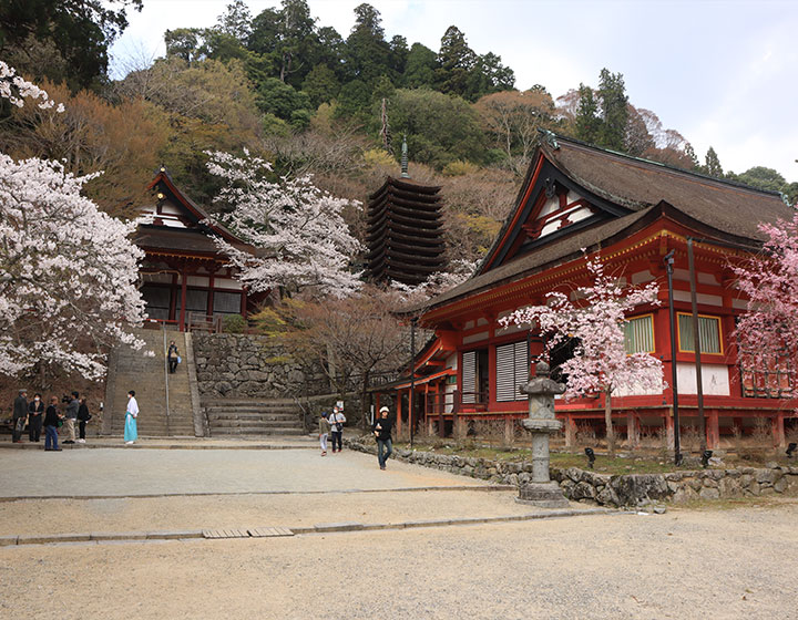 Taken in April 2023. On the day this photo was taken, a TV crew was also there filming to showcase the magnificent cherry blossoms.