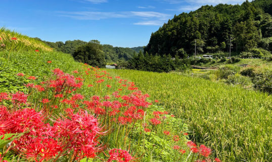 Asuka Inabuchi terraced rice paddies