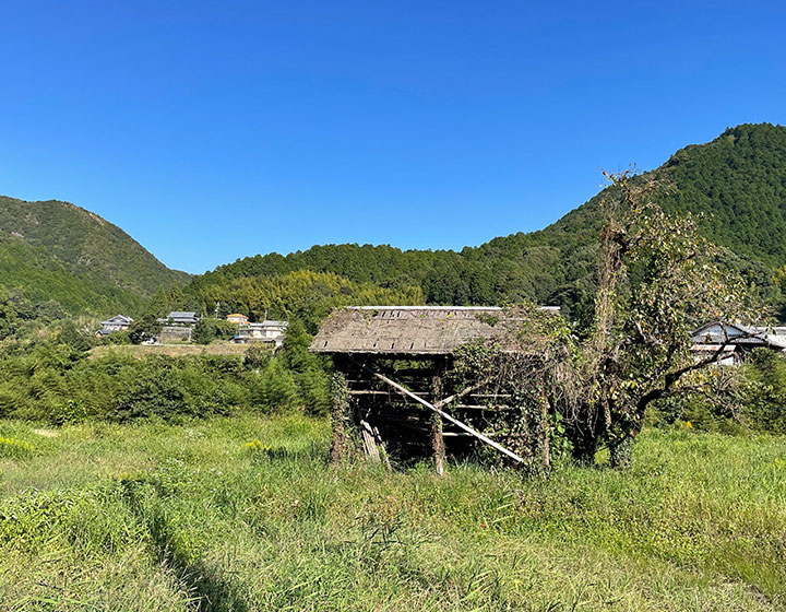 かつて泉州でタマネギ栽培が盛んに行われていた頃によく見られた「タマネギ小屋」。