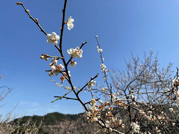金熊寺梅林特有の梅の花。古い種ですが、素朴な可憐さがあります。