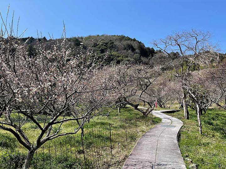 Continue along the promenade while enjoying the sweet and refreshing scent of Ume.