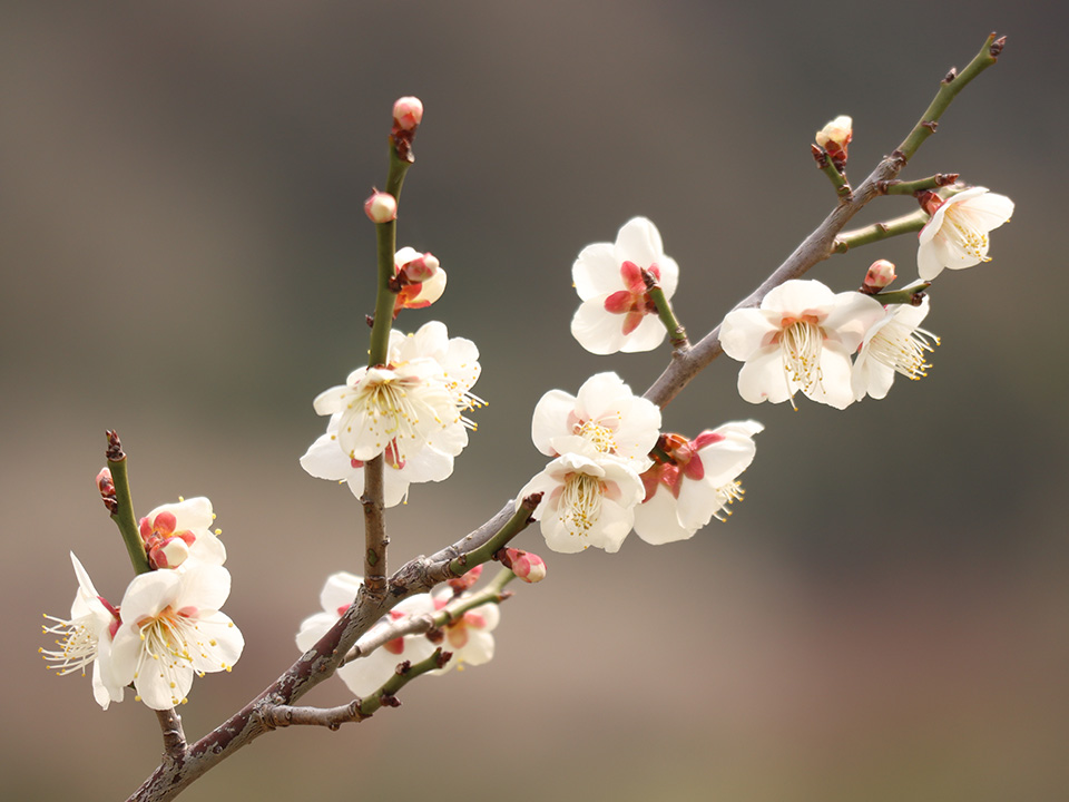 金熊寺梅林特有の梅の花。古い種ですが、素朴な可憐さがあります。