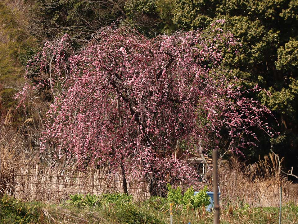 It was originally a larger weeping plum tree, but the owner, who is the president of the Ume grove association, worked hard to care for it and restore it.