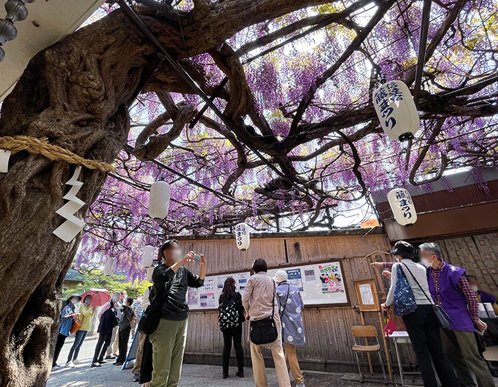 The Kajimoto Residence is open to the public. Many visitors come to see the Noda wisteria trellis.