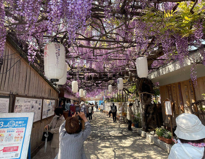The Kajimoto Residence, which is open to the public. Although it is a weekday, many people visit to see the wisteria flowers.