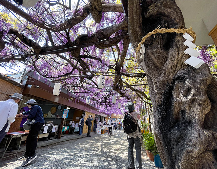 A single wisteria tree creates a huge wisteria trellis 30 meters wide and 27 meters deep, with more than 40,000 flower clusters.