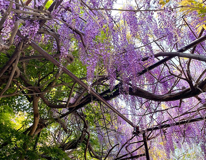 Let's take a look at this wisteria trellis from above.
