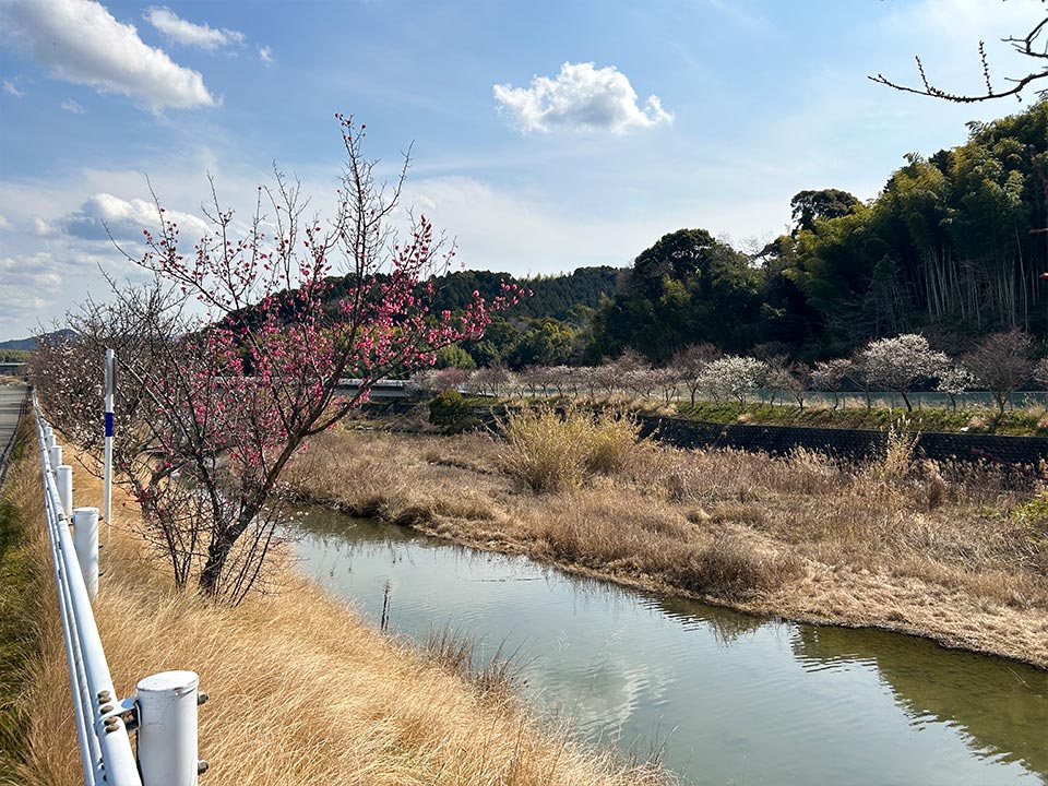 樫井川。
