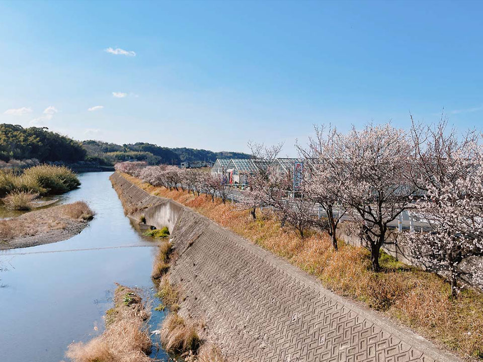樫井川は紀泉の山から大阪湾へ注ぐ全長約16.3kmの川。