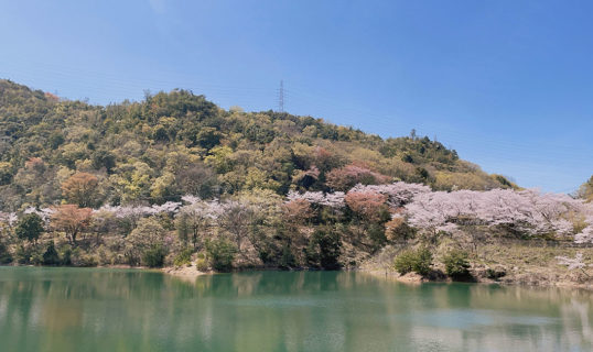 210331‗永楽ダムの桜