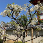 奈加美神社の藤
